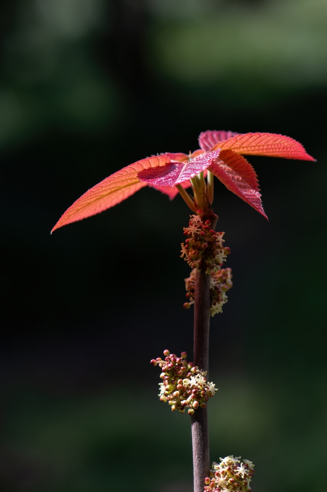山麻秆天外飞客2024年04月30日 2植物园-20240204-1676习影人2024年02月05